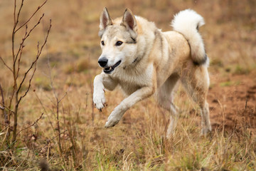 Happy dog running in autumnal countryside. Cloudy day