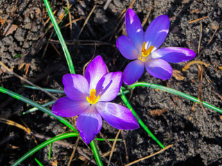 the first, delicate purple crocus flowers in early spring.