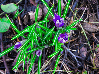 Fototapeta premium the first, delicate purple crocus flowers in early spring.