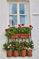 Fototapeta na wymiar Traditional Andalusian window decoration with flowers in a house in Vejer de la Frontera, Spain