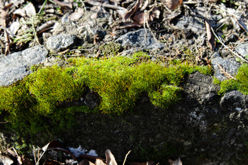Blossoming moss on stone. Background