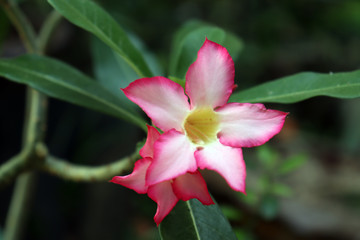 pink hibiscus flower