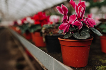 Fototapeta na wymiar Garden center and wholesale supplier concept. Many different cacti in flower pots in flowers store on the shelves of trolley. Lot of potted small cactus and succulent plants sale.