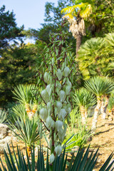 Fototapeta premium Blooming Yucca gloriosa. perennial evergreen monoecious plant Asparagaceae. The plant is distributed from North Carolina in the North to Northern Florida in the South and to Louisiana in the West.