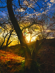 Sunset Evening Hills Tree Park