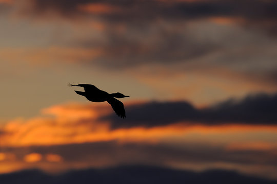 Sihouette of flying bird in the sunset