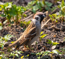 Sparrow on the ground in spring