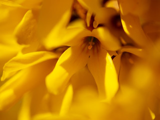 Yellow flower in the park in spring