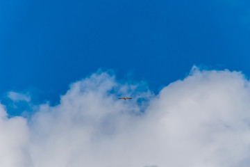 The wide angle shot of a seagull flying against the background of a white cloud in the blue sky