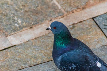 A close-up shot of an urban pigeon perching on the pavement looking  curiously at camera