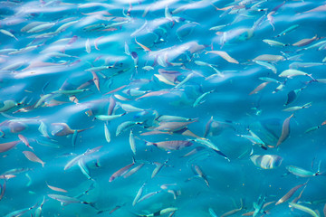 Fish in the blue water of the sea as a background