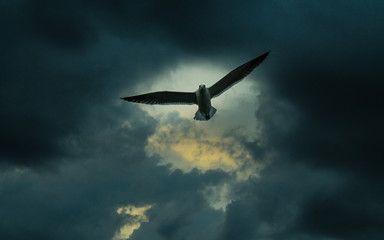 pigeon in dark sky