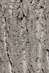 Tree bark as an abstract background