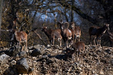 European mouflon Ovis aries musimon in natural environment, Carpathian forest, Slovakia, Europe