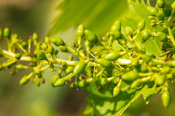 Small berries on a bunch of grapes.