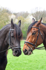 portrait von zwei pferden mit leder zaumzeug ein friese und ein warmblut