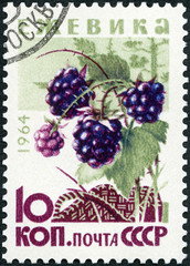 USSR - 1964: shows Blackberries, Wild Berries, 1964