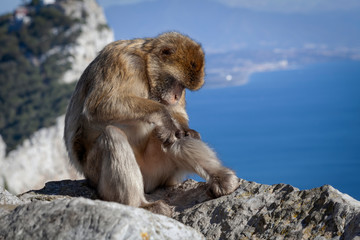 A preening Gibraltar Barbary macaque, considered by many to be the top tourist attraction in Gibraltar.