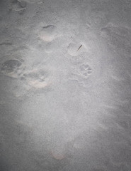 Paw prints on the sand. Nature background.