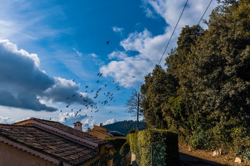 A flock of pigeons flying in the street of an old Mediterranean Côte d'Azur town with traditional house roofs in Grasse, France