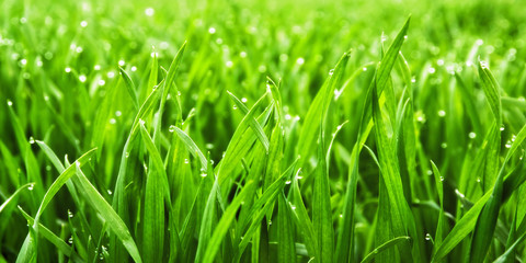 Fototapeta na wymiar Closeup of lush uncut green grass with drops of dew in soft morning light 