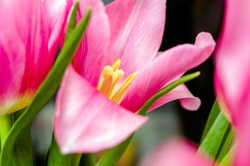  Bouquet of pink tulips shot close up