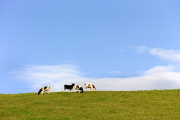 日本・北海道東部の弟子屈町、牧場の牛