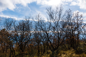 Obraz na płótnie Canvas The leafless forest trees on a hiking path in the low Alps mountains
