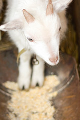 portrait of a white goat