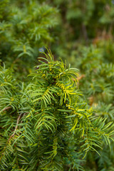Taxus baccata new shoots growing shrub ornamental plant, fresh green burgeons bunch coniferous plant. Leaves can serve as bioindicators of heavy metals in the air.