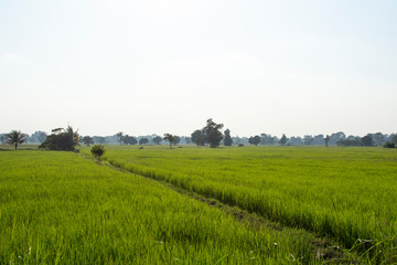 rural landscape with green field and blue sky