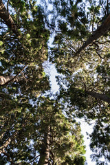 Immerso negli alberi