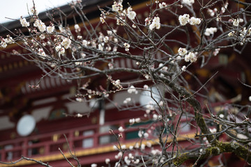 大宰府天満宮の飛梅