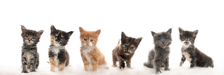 group of cute 5 week old maine coon kittens looking at camera curiously isolated on white background © FurryFritz