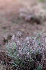 lavender flowers in the garden in spring. Spring garden work. 