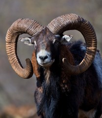 Portrait of Ovis aries musimon European mouflon, Carpathian forest, Slovakia, Europe