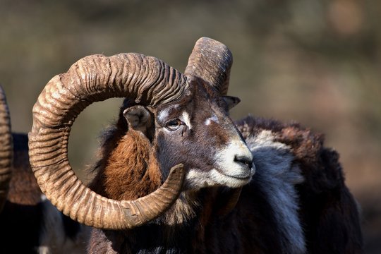 Portrait of Ovis aries musimon European mouflon, Carpathian forest, Slovakia, Europe