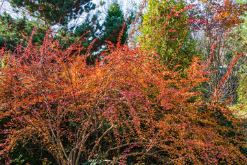 Fototapeta premium Red leaves on curved branches of barberry bush on blurry background of evergreens. Selective focus. Barberry Berberis thunbergii Atropurpurea in decorative garden. Nature concept for design.