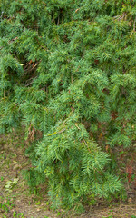 Taxus baccata new shoots growing shrub ornamental plant, fresh green burgeons bunch coniferous plant. Leaves can serve as bioindicators of heavy metals in the air