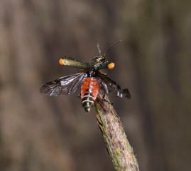 Beetle spreading its wings ready to fly blurred background