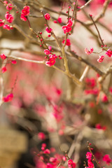 大宰府天満宮の飛梅