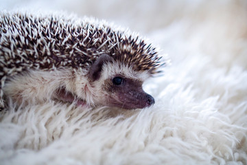 a small hedgehog lying on a white fur background