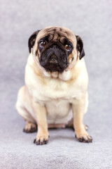 Obraz premium Pug dog with sad big eyes sits on a gray background and looks at the camera