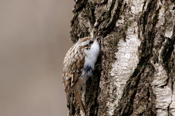 Eurasian treecreeper certhia familiaris looking for food in crack in birch tree bark. Cute little brown forest songbird in wildlife.