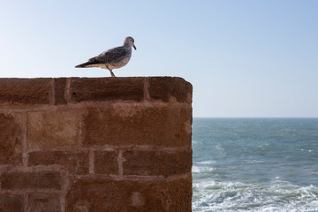Möwe auf der Befestigungsmauer der Skala de la Kasbah von Essaouira, Marokko