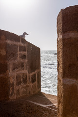 Möwe auf der Befestigungsmauer der Skala de la Kasbah von Essaouira, Marokko