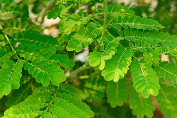 abstract green leaves texture on bright tone