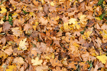 Colorful autumn leaves in the park. Season changing. Autumn leaves background