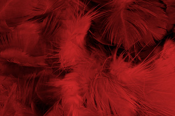 Beautiful dark red maroon feather pattern texture background