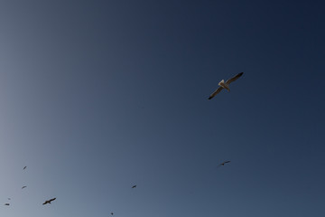 Möwen kreisen am Himmel, Atlantikküste Marokko